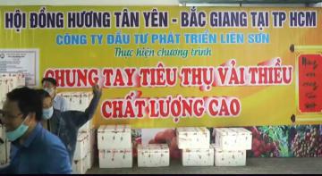 Tình người Bắc Giang trong hoạn nạn, Triệu tấm lòng hướng về người trồng vải Bắc Giang 